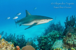 Shark with fishes, Half moon Caye Beliza by Alejandro Topete 